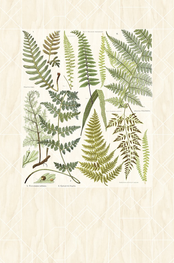 Geonature -  366102