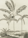 Oasis - Exotic Jungle Mural 317407