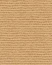 Roots - Maize 363341