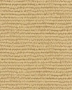 Roots - Maize 363344