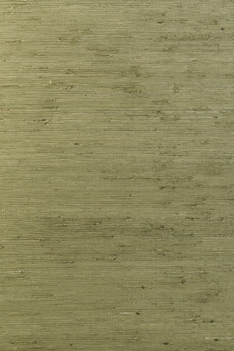Osmanthus - Kudzu 54530