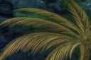 Panoramiques - Ciel Tropical 97652